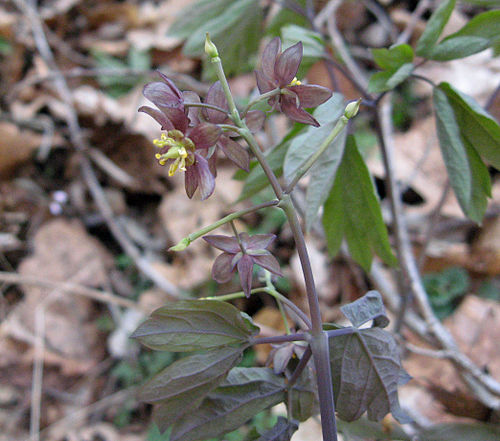 Caulophyllum giganteum